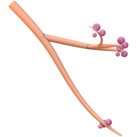 Berries  3D Icon
