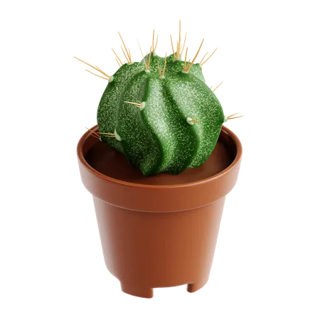 Bisho Cap Cactus  3D Icon