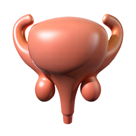 膀胱  3D Icon