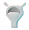 Bladder