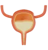 Bladder