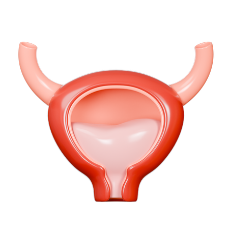 Bladder  3D Icon