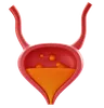 Bladder