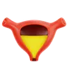 Bladder