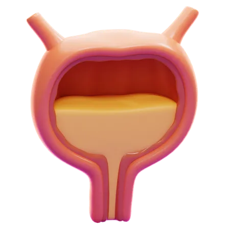 BLADDER  3D Icon