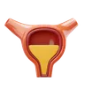 Bladder