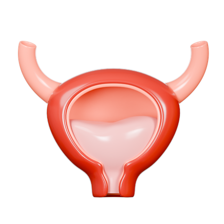 Bladder  3D Icon