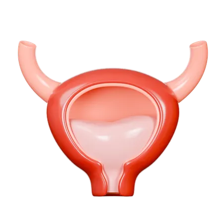 Bladder  3D Icon