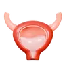 Bladder