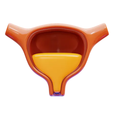 Bladder  3D Icon