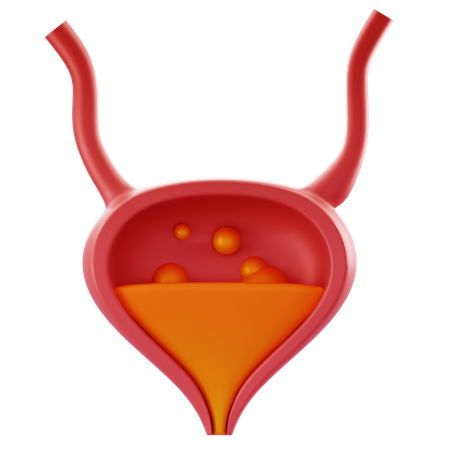 Bladder  3D Icon