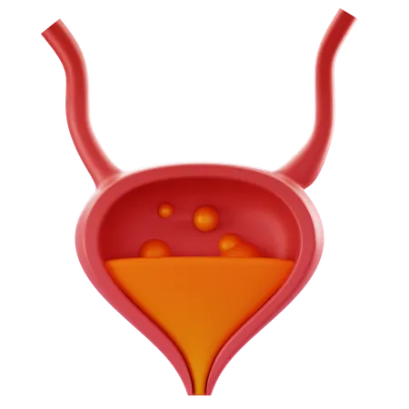 Bladder  3D Icon