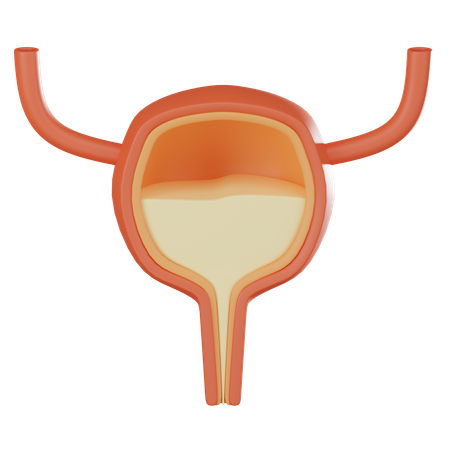 Bladder  3D Icon