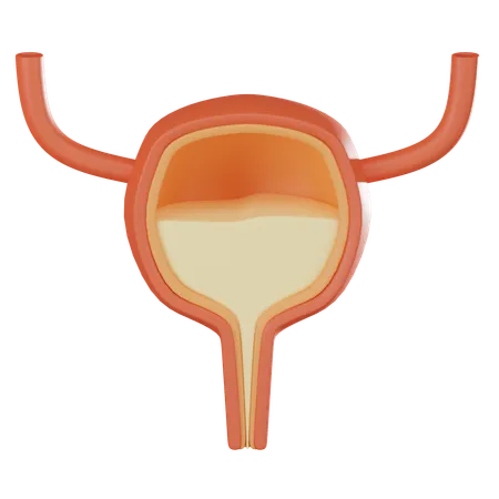 Bladder  3D Icon