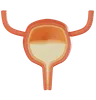 Bladder