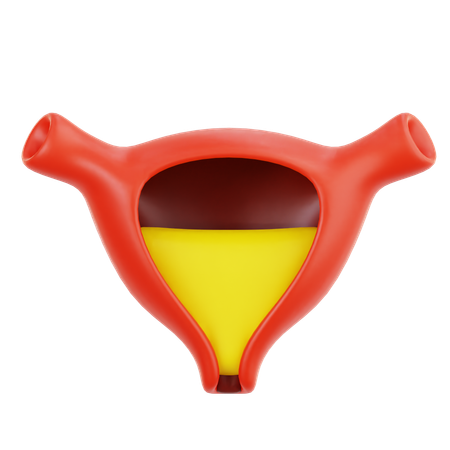 Bladder  3D Icon