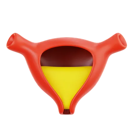 Bladder  3D Icon