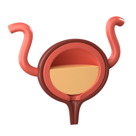 Bladder  3D Icon