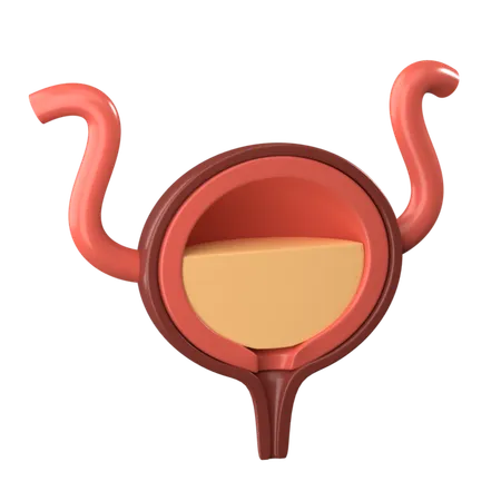 Bladder  3D Icon