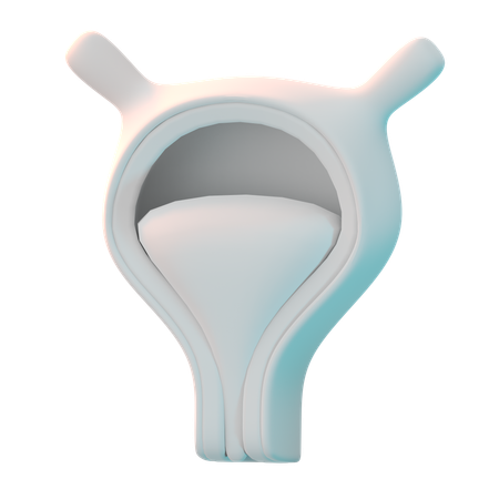 Bladder  3D Icon