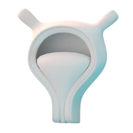 Bladder  3D Icon