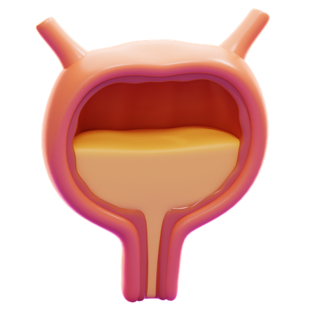 BLADDER  3D Icon