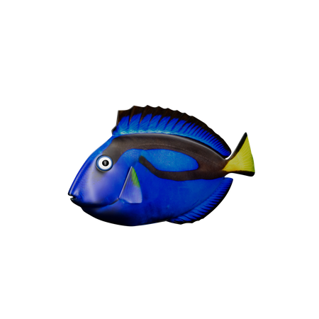 Blauer Doktorfisch  3D Icon