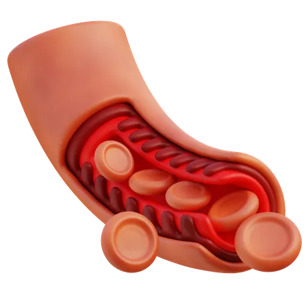 A 3 D Illustration Of A Cross Section Of A Human Blood Vessel Showing The Layered Structure And Blood Cells In High Detail 3D Icon