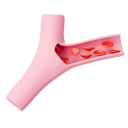 Blood Vessel  3D Icon