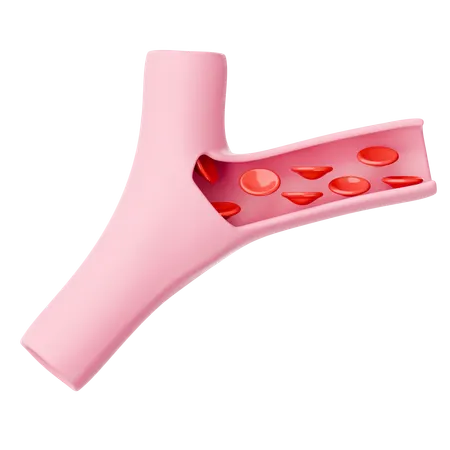 Blood Vessel  3D Icon