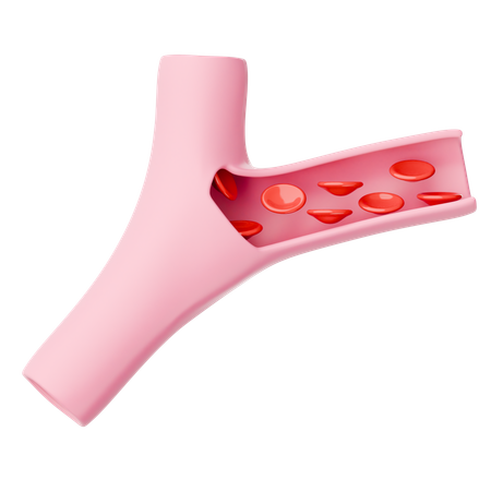 Blood Vessel  3D Icon