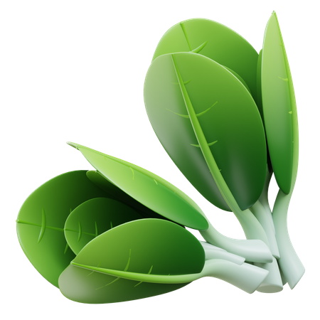 Bok Choy  3D Icon