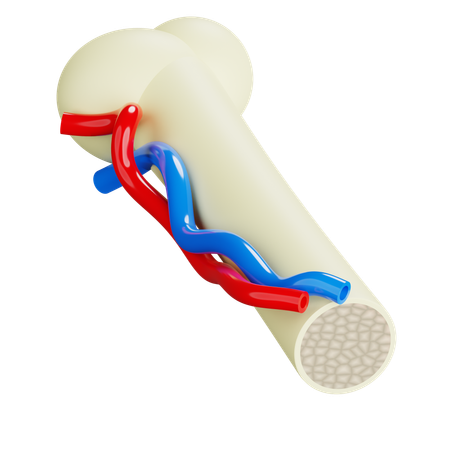 Bones and Blood Vessels  3D Icon