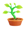 Bonsai Plant