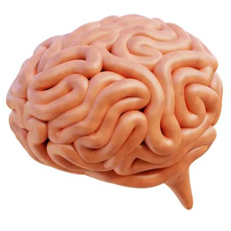 뇌  3D Icon