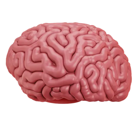 Brain  3D Icon