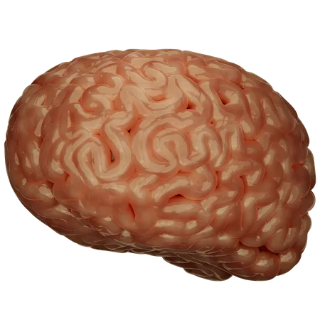 Brain  3D Icon