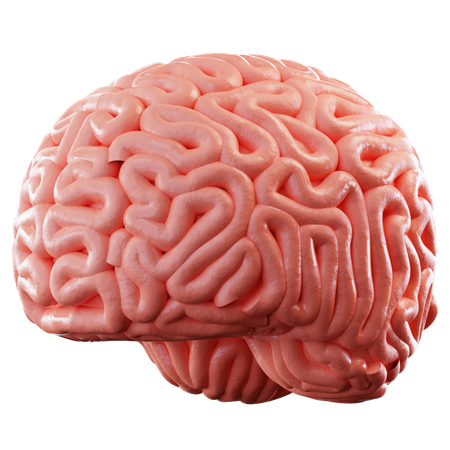 Brain  3D Icon