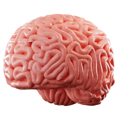 Brain  3D Icon