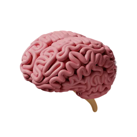 Brain  3D Icon