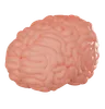 Brain