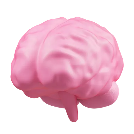 Brain  3D Illustration