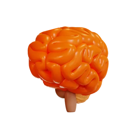 Brain  3D Illustration