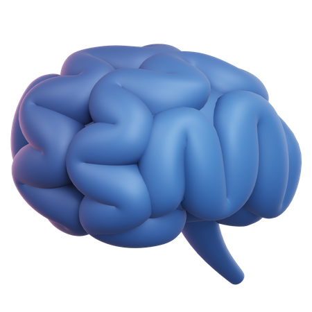 Brain  3D Illustration