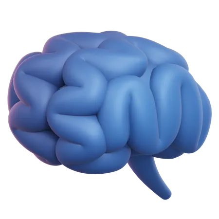 Brain  3D Illustration