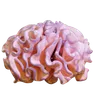 Brain Coral