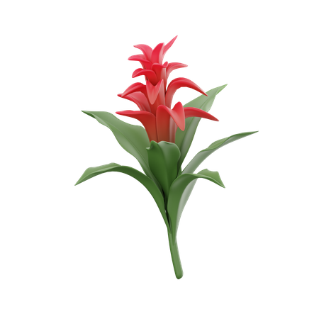 Bromeliad  3D Icon