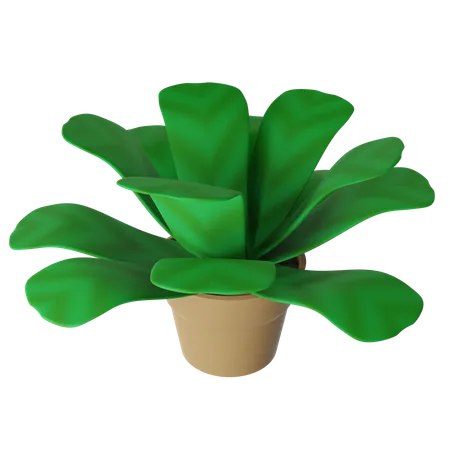 Vaso de butterwort  3D Icon