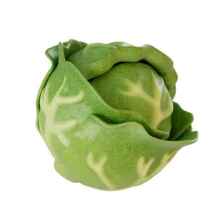 Cabbage  3D Illustration