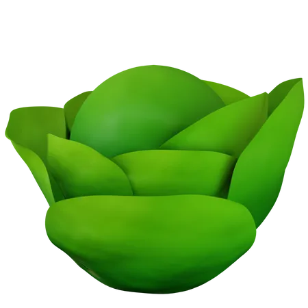 Cabbage  3D Illustration